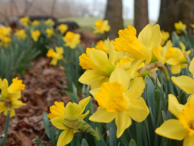 daffodil.jpg.png
